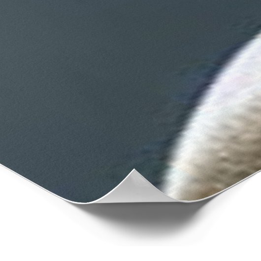 Poster Bonsai (Coin)