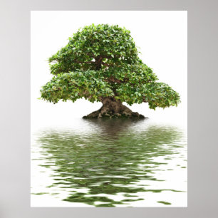 Poster Bonsaïs de Ficus