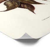 Poster Boobook Owl par Elizabeth Gould (Coin)