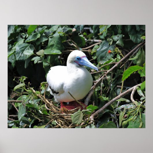 Poster Booby pied rouge (Devant)