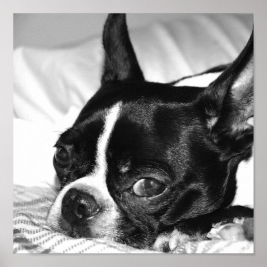 Poster Boohoo (Devant)