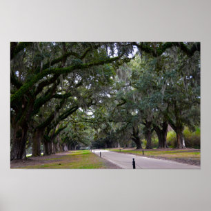 Poster Boone Hall Avenue des chênes en Caroline du Sud