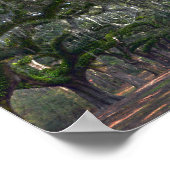 Poster Boone Hall Plantation Avenue des chênes (Coin)