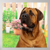 Poster Bordeaux Mastiff (Devant)