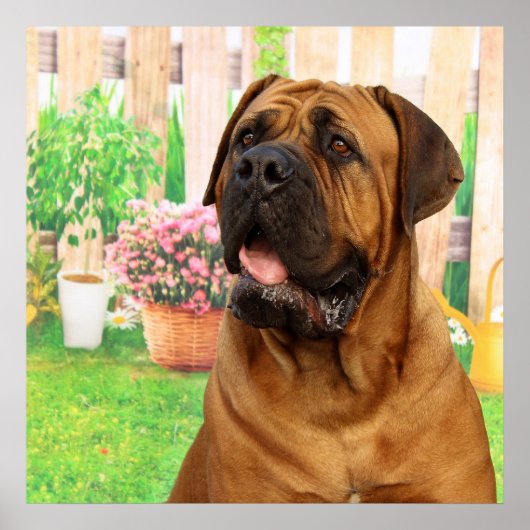 Poster Bordeaux Mastiff (Devant)
