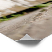 Poster Border Collie (Coin)