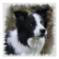 Border collie art