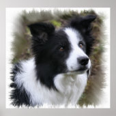 Poster Border collie art (Devant)