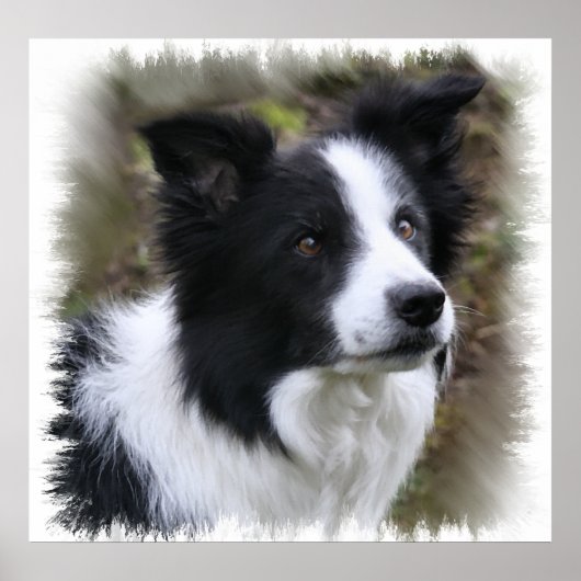 Poster Border collie art (Devant)
