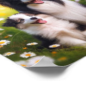 Poster Border Collie maman et son chiot (Coin)
