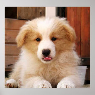 Poster Border Collie Puppy~Golden Oz Red