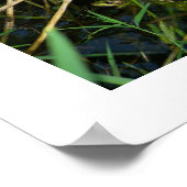 Poster (bordure blanche) : Grenouille mimétique (Coin)