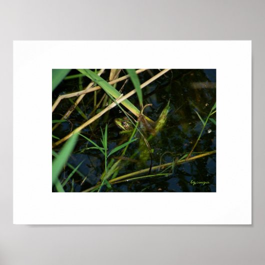 Poster (bordure blanche) : Grenouille mimétique (Devant)