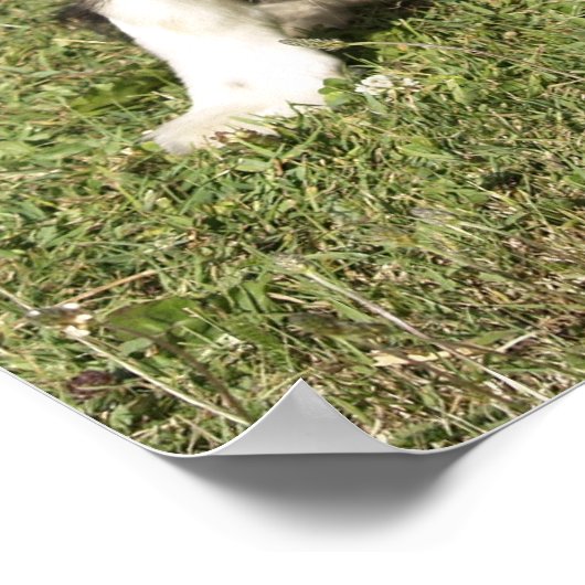 Poster Bordure Collie (Coin)