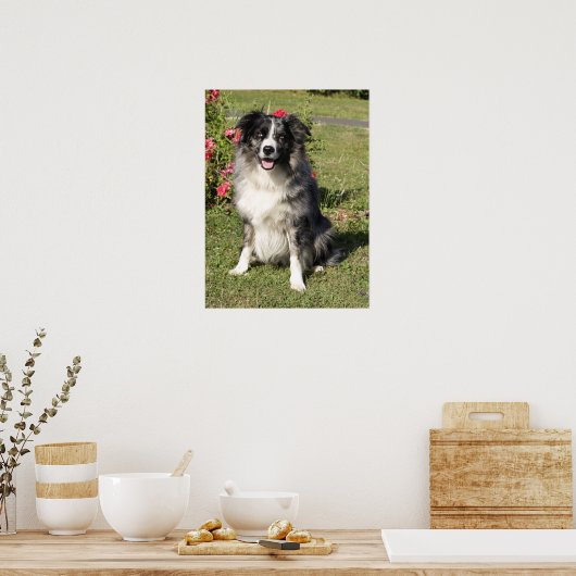 Poster Bordure Collie (Cuisine)