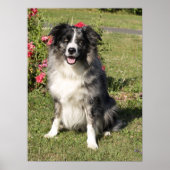 Poster Bordure Collie (Devant)