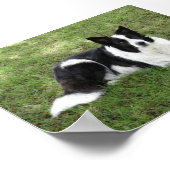 Poster Bordure Collie (Coin)