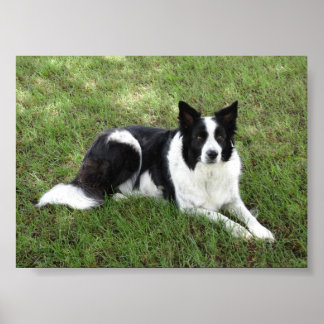 Poster Bordure Collie