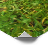 Poster Bordure Collie (Coin)