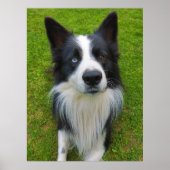 Poster Bordure Collie (Devant)