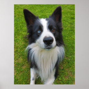 Poster Bordure Collie