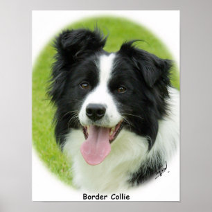 Poster Bordure Collie 9A14D-25