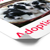 Poster Bordure Collie Adoptions Chien Aujourd'hui Signer (Coin)