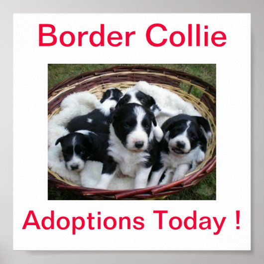 Poster Bordure Collie Adoptions Chien Aujourd'hui Signer (Devant)