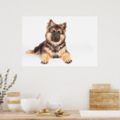 Poster Bordure Collie Allemand Shepherd Mix (Cuisine)