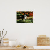 Poster Bordure Collie Automne Debout (Cuisine)