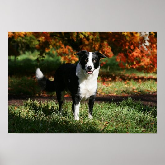 Poster Bordure Collie Automne Debout (Devant)