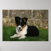 Poster Bordure Collie Chiot avec feuille dans la bouche (Devant)