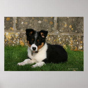 Poster Bordure Collie Chiot avec feuille dans la bouche