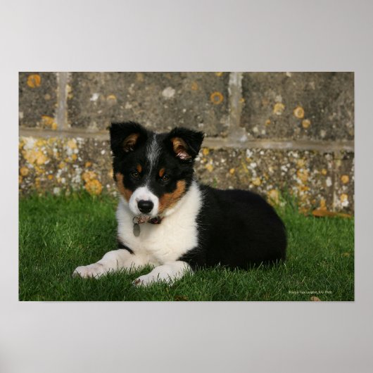 Poster Bordure Collie Chiot avec feuille dans la bouche (Devant)