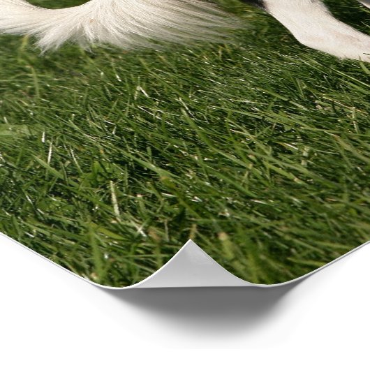 Poster Bordure Collie Debout (Coin)