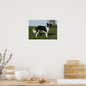 Poster Bordure Collie Debout (Cuisine)