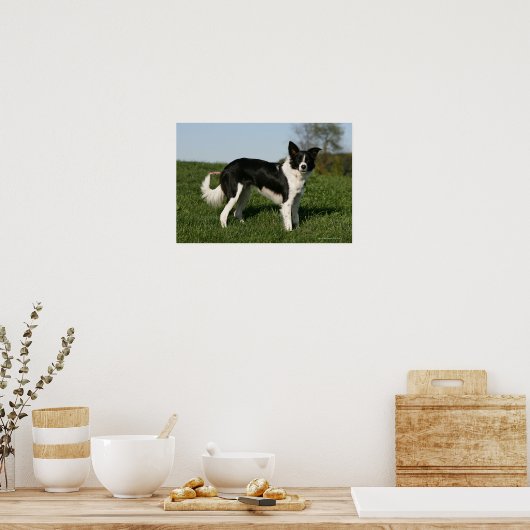 Poster Bordure Collie Debout (Cuisine)