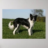 Poster Bordure Collie Debout (Devant)