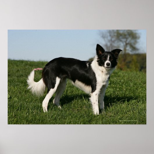 Poster Bordure Collie Debout (Devant)