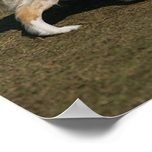 Poster Bordure Collie Exécution 1 (Coin)