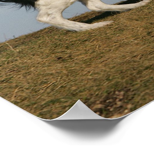 Poster Bordure Collie Exécution 2 (Coin)