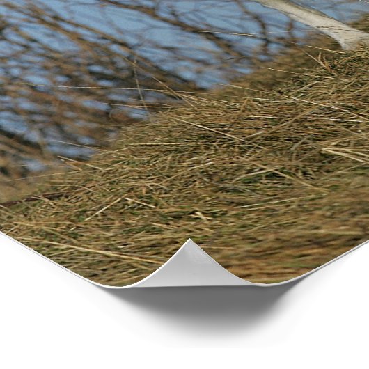 Poster Bordure Collie Leg (Coin)