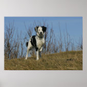 Poster Bordure Collie Leg (Devant)
