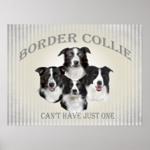 Poster Bordure Collie ne peut pas avoir seulement une aff