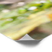 Poster Bordure Collie Panne 1 (Coin)