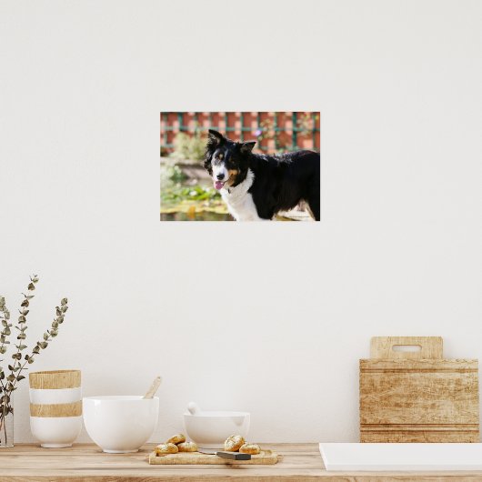 Poster Bordure Collie Panne 1 (Cuisine)