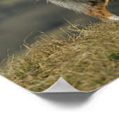 Poster Bordure Collie Panne 2 (Coin)