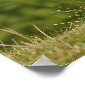 Poster Bordure Collie Panne debout (Coin)