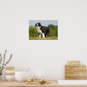 Poster Bordure Collie Panne debout (Cuisine)