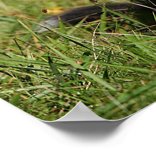 Poster Bordure Collie Panne S'Étalant (Coin)